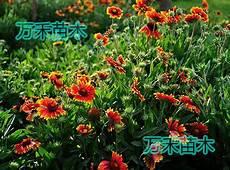 美人皎如月发达的泪腺